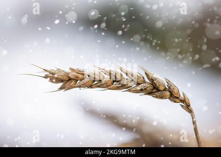 Ein Zwiebelweizen ist mit Schnee und Eis bedeckt, ungeernteter Weizen und Getreide. Weizenkörner bedeckt sich mit Schnee auf dem Feld. Der erste Schnee. Stockfoto