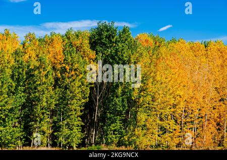 Populushain mit Herbstfarben. Jaén, Andalucía, Spanien, Europa. Stockfoto