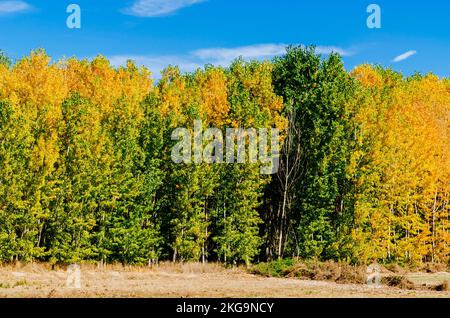 Populushain mit Herbstfarben. Jaén, Andalucía, Spanien, Europa. Stockfoto