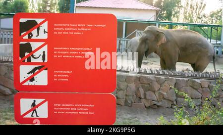 Schild, das das Annähern und Füttern von Tieren im Zoo von Alamaty, Kasachstan, verbietet. Tierfütterung ist verboten. Elefant im Zoo Stockfoto