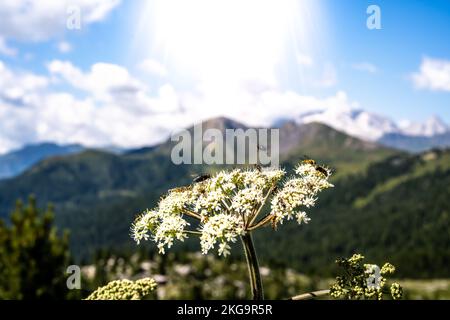 Beschreibung: Insekten füttern nektar morgens mit weißen Blüten, im Hintergrund mit Marmolada-Gruppe. Falzarego Pass, Dolomiten, Südtirol, Italien, Stockfoto