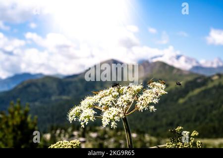 Beschreibung: Insekten füttern nektar morgens mit weißen Blüten, im Hintergrund mit Marmolada-Gruppe. Falzarego Pass, Dolomiten, Südtirol, Italien, Stockfoto