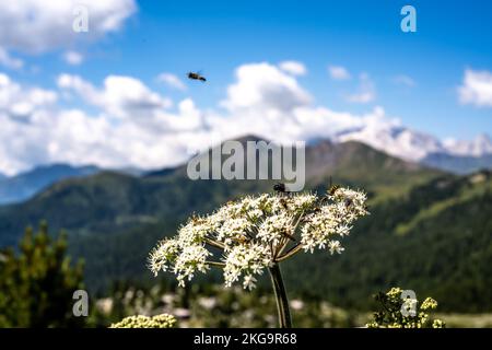 Beschreibung: Insekten füttern nektar morgens mit weißen Blüten, im Hintergrund mit Marmolada-Gruppe. Falzarego Pass, Dolomiten, Südtirol, Italien, Stockfoto