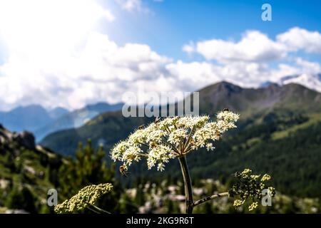 Beschreibung: Insekten füttern nektar morgens mit weißen Blüten, im Hintergrund mit Marmolada-Gruppe. Falzarego Pass, Dolomiten, Südtirol, Italien, Stockfoto