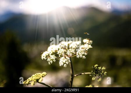 Beschreibung: Insekten füttern nektar morgens mit weißen Blüten, im Hintergrund mit Marmolada-Gruppe. Falzarego Pass, Dolomiten, Südtirol, Italien, Stockfoto