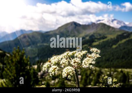 Beschreibung: Insekten füttern nektar morgens mit weißen Blüten, im Hintergrund mit Marmolada-Gruppe. Falzarego Pass, Dolomiten, Südtirol, Italien, Stockfoto