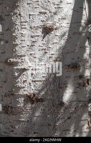 Struktur aus Aspen-Rinde. Aspen Baumrinde detaillierte Textur. Populus tremula, eurasische Espe Stockfoto