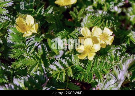 Potentilla anserina, auch bekannt als Argentinische Anserina, mit unscharfem Hintergrund auf der Wiese. Stockfoto