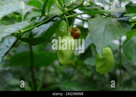 Nahaufnahme eines jungen grünen Capsicum chinense Chili-Pfeffer-Kapseln, der auf dem Ast im Garten hängt Stockfoto