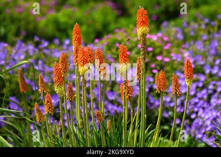 Red Hot Poker-Pflanzen heben sich in einem bunten Garten voller blühender Blumen wunderbar hervor. Stockfoto