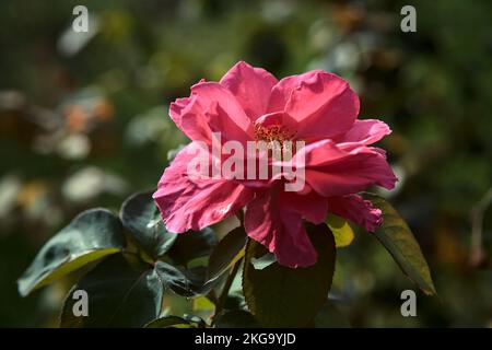 Lila englische Rose in Blüte aus der Nähe gesehen Stockfoto