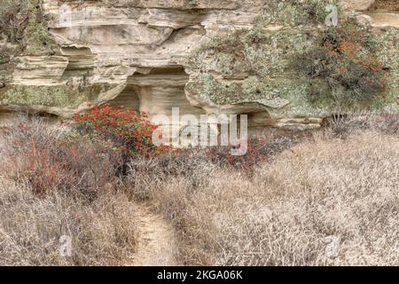 Blick auf einen Wanderweg, der zu einer wunderschönen Sandsteinformation führt, die von Pflanzen und Gras umraht wird. Stockfoto