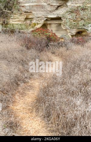 Blick auf einen Wanderweg, der zu einer wunderschönen Sandsteinformation führt, die von Pflanzen und Gras umraht wird. Stockfoto