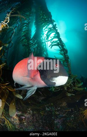 Ein großer männlicher kalifornischer Schafkopf schwimmt vor meiner Kamera, während ich die Sonne von einem riesigen Kelpwald in klarem Wasser umrahmt fotografiere. Stockfoto