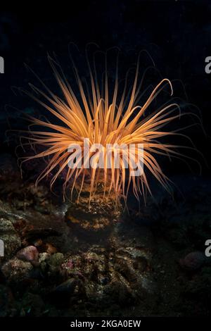 Ein orangefarbener Pacific Tube Anemone erweitert seine delivaten Tentables, um sich von vorbeiziehenden Trümmern, kleinen Fischen und anderen Nahrungsquellen zu ernähren. Stockfoto