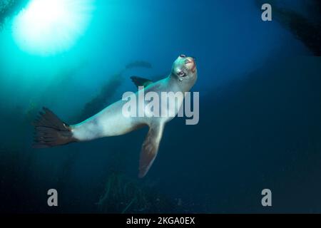 Ein Sealion schwimmt vorbei, um mich zu überprüfen, während ich sitze und in klarem Wasser ein dramatisches Kelpbett schiesse. Stockfoto