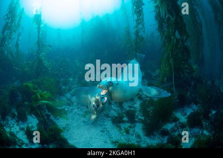 Zwei verspielte kalifornische Seelöwen tummeln sich im klaren Wasser- und Seetangbett des Channel Islands National Marine Park. Stockfoto