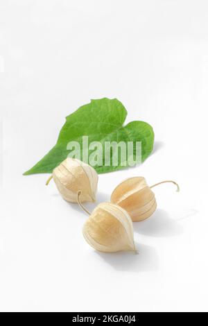 Stillleben mit drei reifen Physalisfrüchten in Schalen und grünen Blättern von Physalis peruviana auf weißem Hintergrund Stockfoto