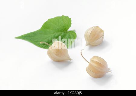 Drei reife Physalis-Früchte in Schalen und grüne Blätter von Physalis peruviana - noch Leben auf weißem Hintergrund Stockfoto