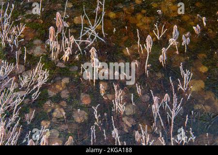 Gefrorene Pfütze, mit morgendlichen Frost im frühen Frühjahr, Greater Sudbury, Ontario, Kanada Stockfoto