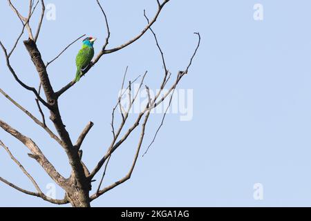 Blaukehlchen-Barbet (Psilopogon asiaticus) hoch oben auf dem Baum. Sattal. Nainital Bezirk. Uttarakhand. Indien. Stockfoto