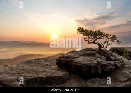 Ein herrlicher Blick auf einen einsamen Wacholderbaum auf dem Gipfel des felsigen Berges Lilienstein in Deutschland, mit dem nebligen Sonnenuntergang im Hintergrund Stockfoto