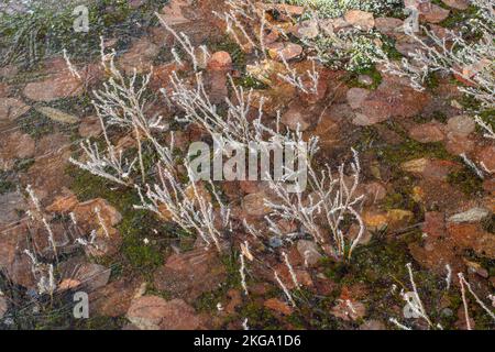 Gefrorene Pfütze, mit morgendlichen Frost im frühen Frühjahr, Greater Sudbury, Ontario, Kanada Stockfoto