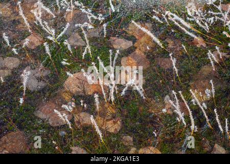 Gefrorene Pfütze, mit morgendlichen Frost im frühen Frühjahr, Greater Sudbury, Ontario, Kanada Stockfoto