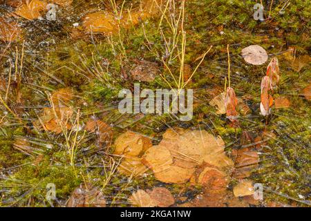 Eismuster in einer gefrorenen Pfütze, Greater Sudbury, Ontario, Kanada Stockfoto