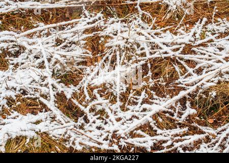 Frühfrühling Schneesturm - frischer, nasser Schnee überzieht tote Kräuter und Blattmüll, Greater Sudbury, Ontario, Kanada Stockfoto