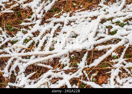 Frühfrühling Schneesturm - frischer, nasser Schnee überzieht tote Kräuter und Blattmüll, Greater Sudbury, Ontario, Kanada Stockfoto