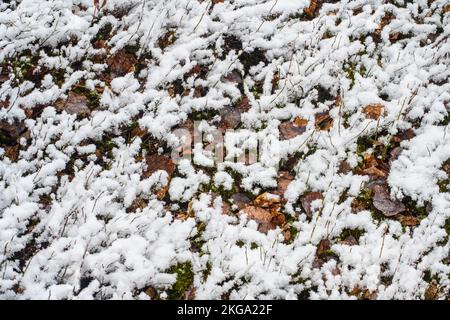 Frühfrühling Schneesturm - frischer, nasser Schnee überzieht tote Kräuter und Blattmüll, Greater Sudbury, Ontario, Kanada Stockfoto