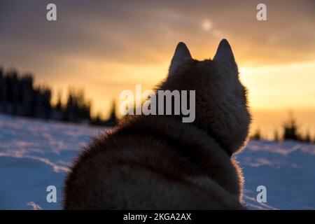 Sibirischer Husky-Hund sitzt im Schnee Winterabend bei Sonnenuntergang in den Bergen, frischer Pulverschnee, Freeride, Wintersport im Freien Stockfoto