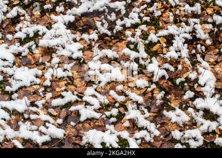 Schneesturm im Frühjahr – frischer, nasser Schnee überzieht Laub- und Waldmoose, Greater Sudbury, Ontario, Kanada Stockfoto