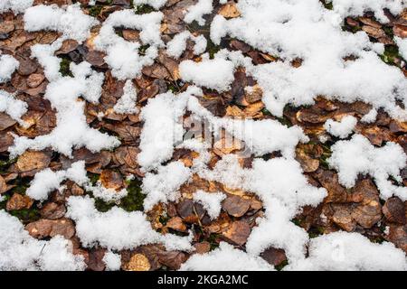 Schneesturm im Frühjahr – frischer, nasser Schnee überzieht Laub- und Waldmoose, Greater Sudbury, Ontario, Kanada Stockfoto