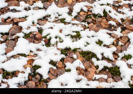 Schneesturm im Frühjahr – frischer, nasser Schnee überzieht Laub- und Waldmoose, Greater Sudbury, Ontario, Kanada Stockfoto