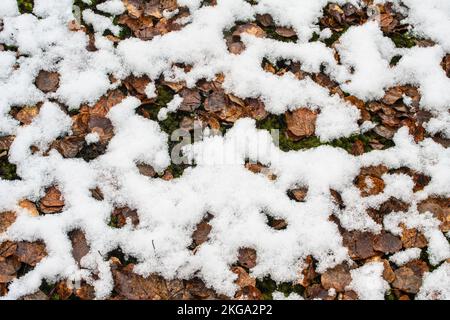 Schneesturm im Frühjahr – frischer, nasser Schnee überzieht Laub- und Waldmoose, Greater Sudbury, Ontario, Kanada Stockfoto