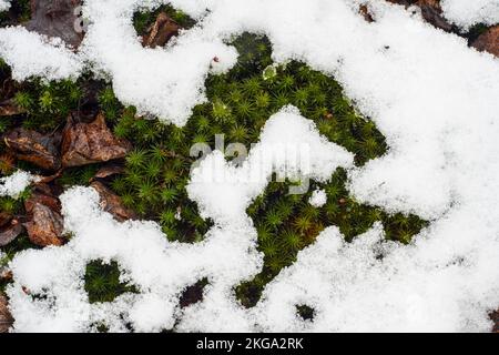 Schneesturm im Frühjahr – frischer, nasser Schnee überzieht Laub- und Waldmoose, Greater Sudbury, Ontario, Kanada Stockfoto