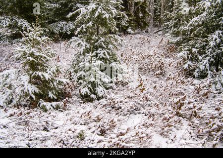 Frühfrühling Schneesturm - frischer Schnee auf Sträuchern und Bäumen, Greater Sudbury, Ontario, Kanada Stockfoto