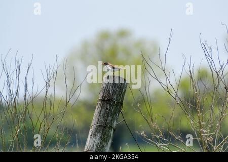 Ein gefleckter Sandpiper, der an einem kalten Frühlingstag mitten im Sumpf sitzt. Stockfoto