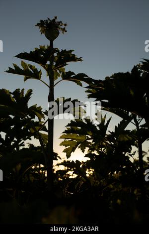 Weedy Pflanze. Hogweed gegen den Himmel. Pflanze in der Natur. Unkraut in Russland. Stockfoto