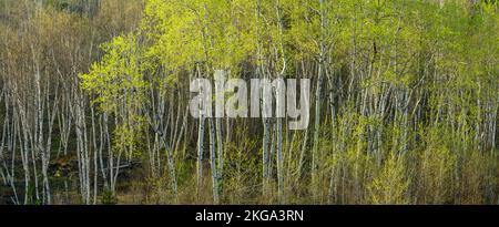 Aspen mit Frühlingslaub, Greater Sudbury, Ontario, Kanada Stockfoto