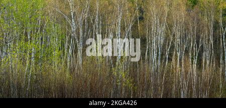 Aspen mit Frühlingslaub, Greater Sudbury, Ontario, Kanada Stockfoto