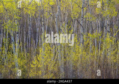 Aspen mit Frühlingslaub, Greater Sudbury, Ontario, Kanada Stockfoto