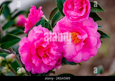 Eine rosa japanische Kamelie (Camellia japonica) blüht am 20. November 2022 in Mobile, Alabama. Stockfoto