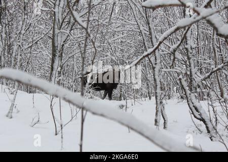 Elche in einem verschneiten Wald Stockfoto