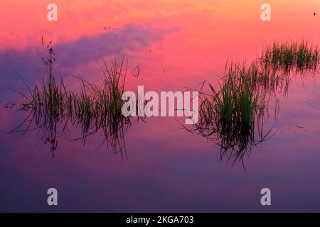 Der Sonnenhimmel spiegelte sich in einem Biberteich im Großraum Sudbury, Ontario, Kanada Stockfoto