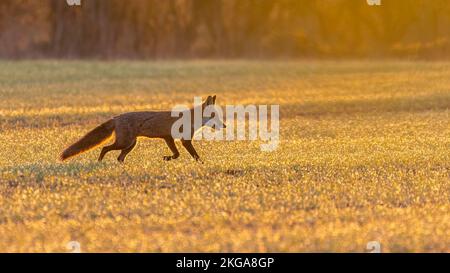 Rotfuchs (Vulpes vulpes) läuft bei Sonnenaufgang über ein Feld im goldenen Licht in Norfolk, Großbritannien Stockfoto