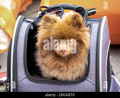 Süßer, flauschiger kleiner Hund in einem lila Rucksack, Nahaufnahme Stockfoto