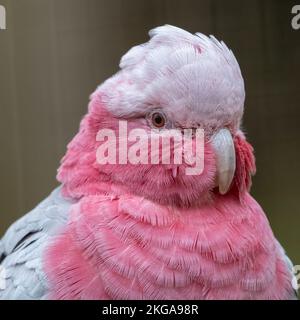 GALAH (Eolophus roseicapilla), süße australische Kakadu-Arten Stockfoto